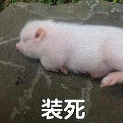猪猪表情包