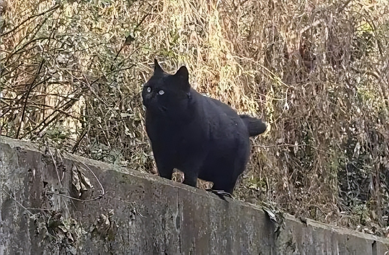 养猫最好养黑猫