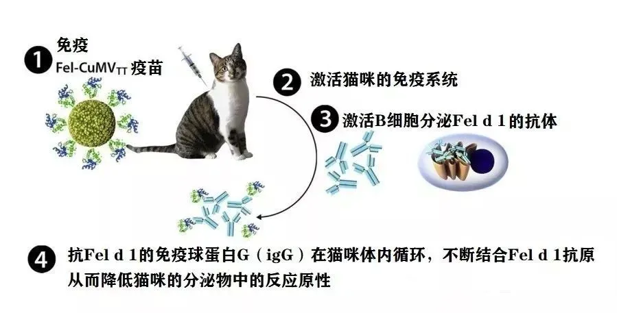 如何摆脱对猫咪过敏症？