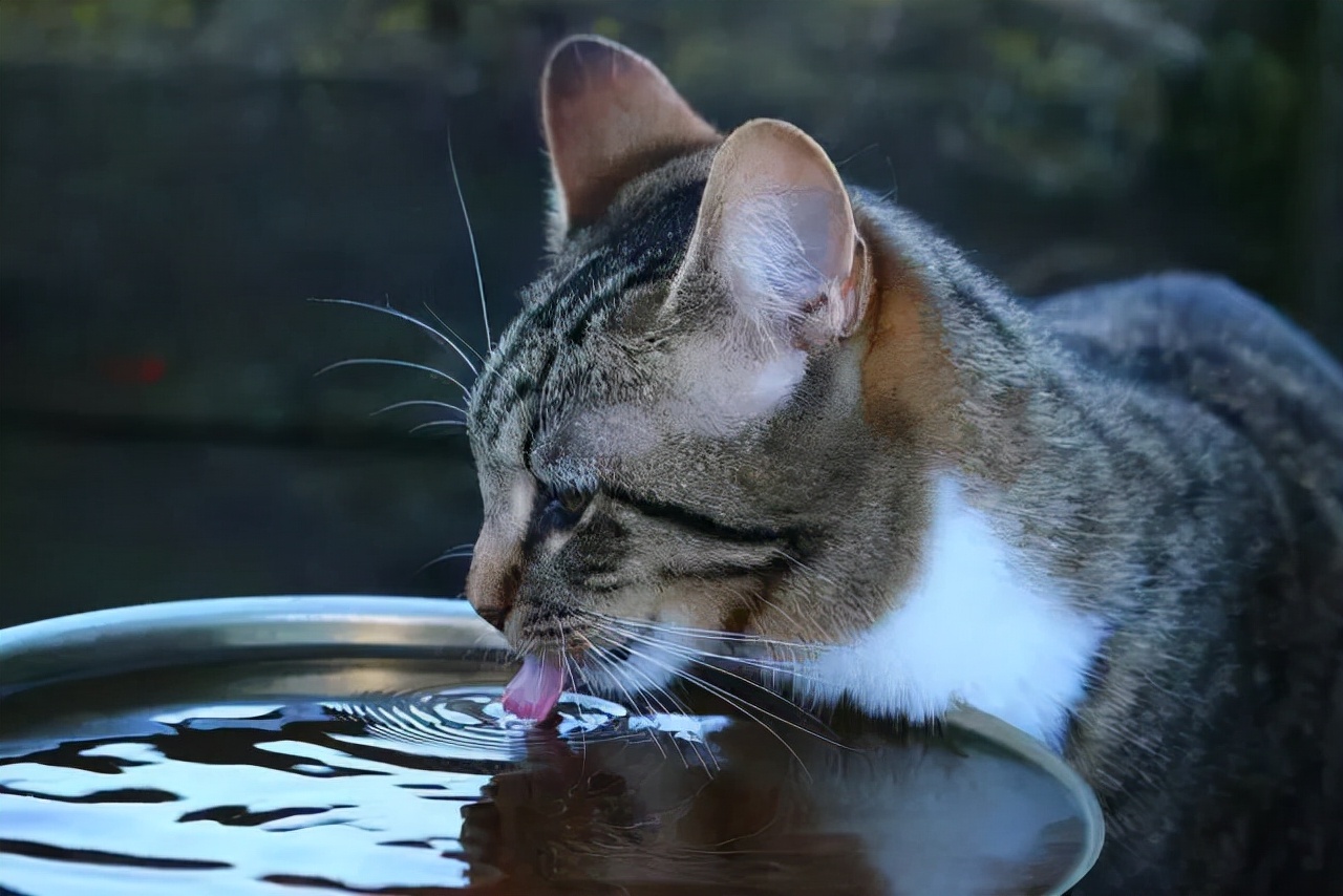 养狸花猫的“5大误区，千万不要犯