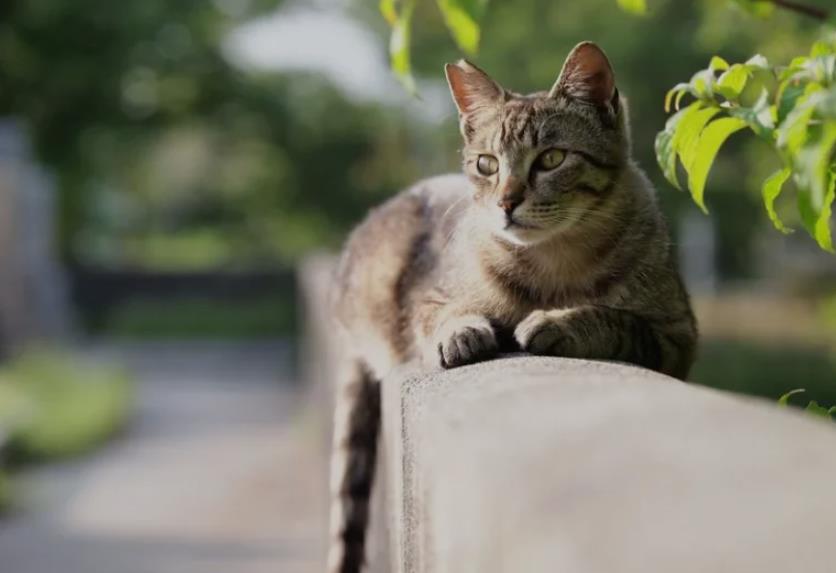 猫咪耳朵被剪掉是虐待？其实是TNR的标志