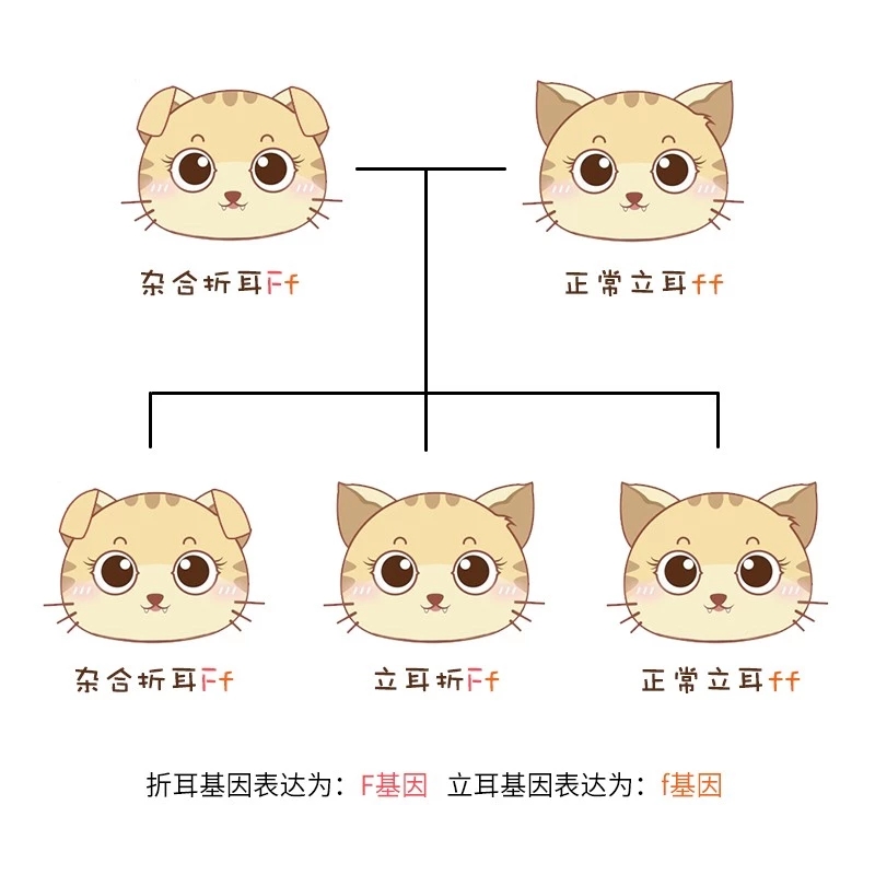 关于苏格兰折耳猫，你一定要知道这些