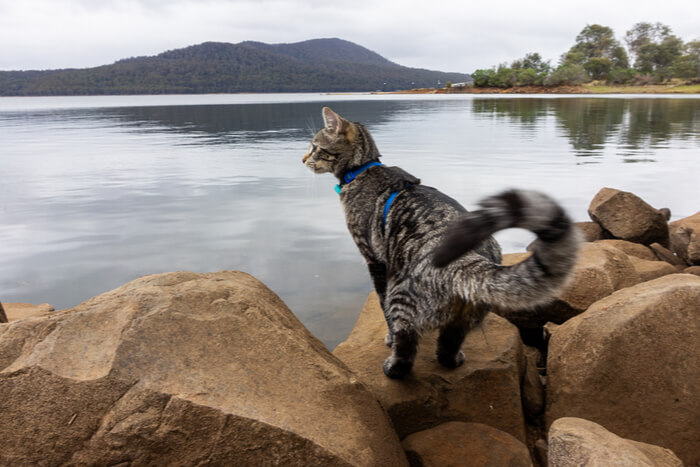 猫咪尾巴的各种动作意味着什么？