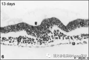 猫咪受精怀孕胚胎形成过程