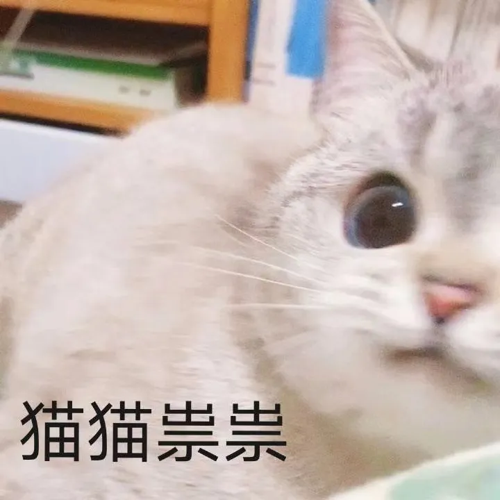 【猫咪表情包】一组臭娜娜超可爱的猫咪表情包