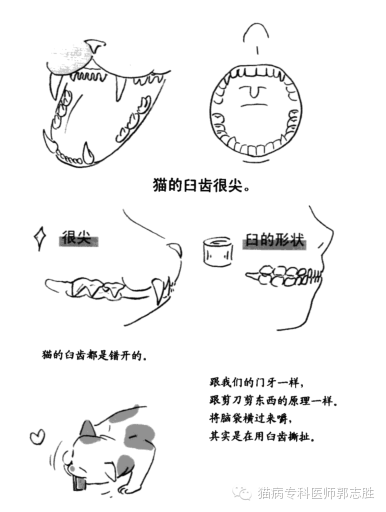 为什么猫咪吃东西不嚼而是直接吞咽？