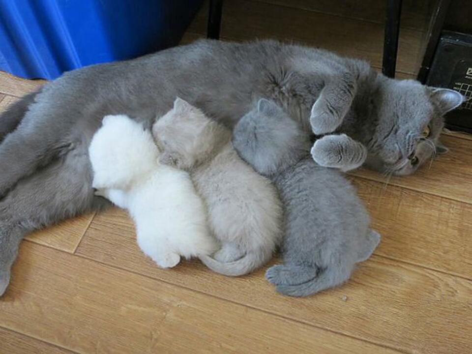 怀孕的母猫应该怎么安排饮食？怀孕猫咪该怎么吃猫粮？