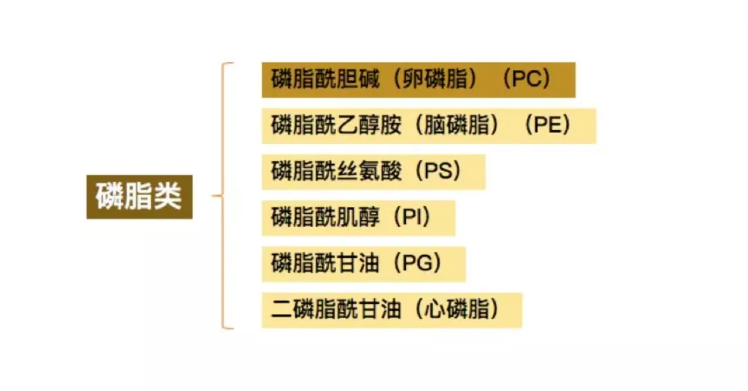 卵磷脂是什么？卵磷脂有什么用？