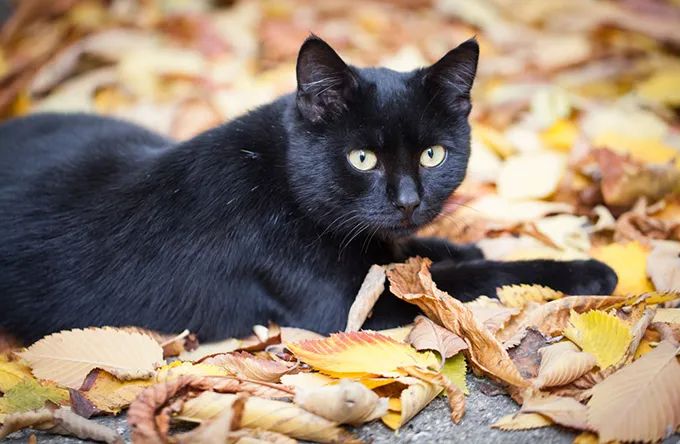 古书记载“辟邪招财”的黑猫都有哪些品种？黑猫为什么神秘？