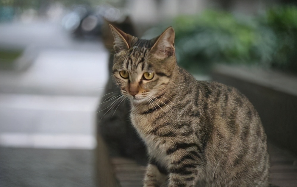 种最容易成为流浪猫的猫咪，橘猫、奶牛猫上榜"