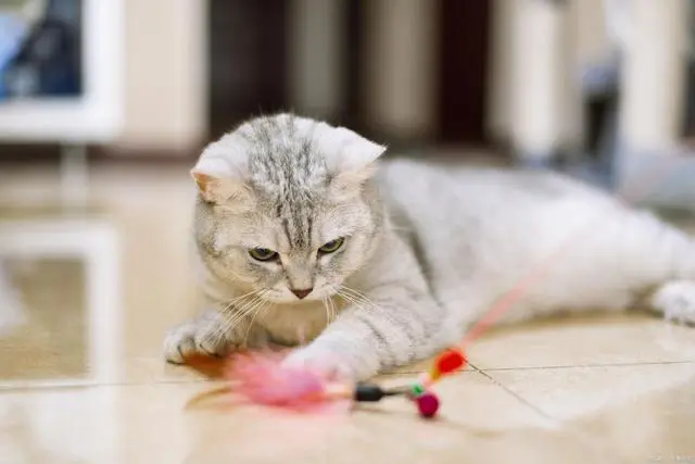 最心爱的英国短毛猫，可爱又懂事