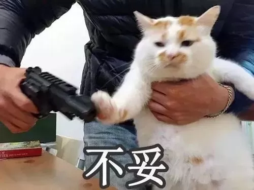 遇到攻击性很强的猫怎么办？