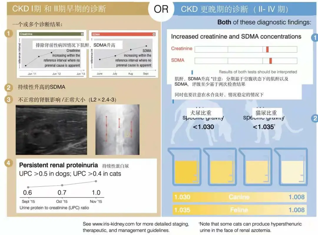 猫咪慢性肾病该如何预防和保养？