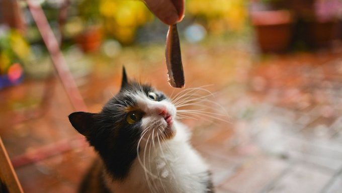 从猫咪身上，学习这5种人生到理