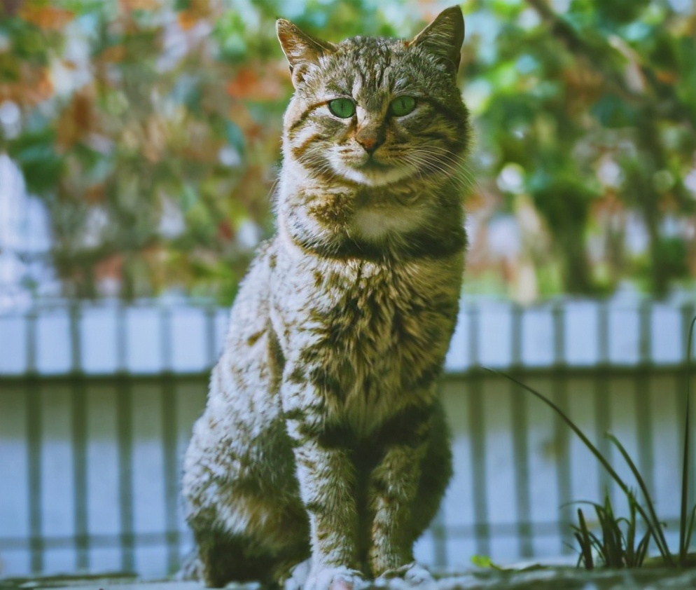 0种知名的猫咪，你认识几种呢？"