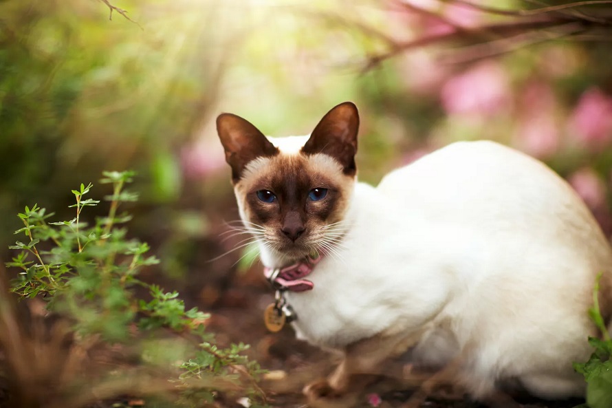 0大寿命最长的猫咪品种，养一只陪你到天荒地老"