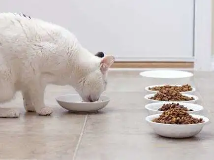 为什么我家的猫这么爱挑食？（猫咪挑食怎么解决？）