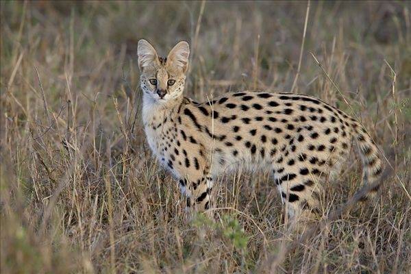 大在中国被禁养的猫咪品种，沙丘猫、薮猫在列"