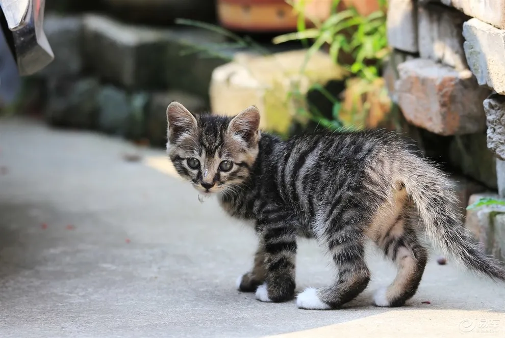 带流浪猫回家必须要注意以下4点