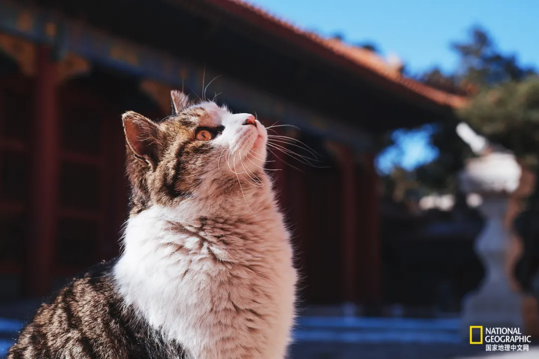 故宫的猫，比雪好看太多了