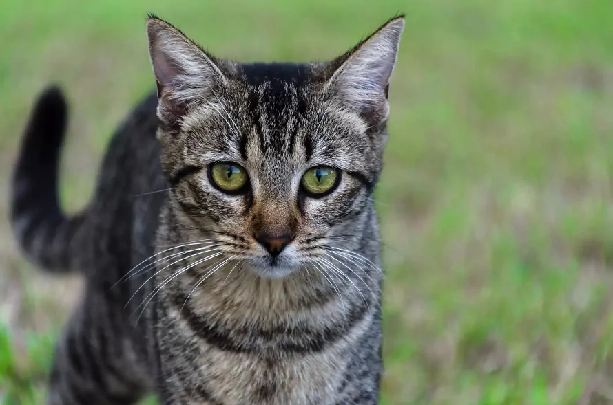 据说这五种猫咪最好养！橘猫第一，你们家猫上榜了吗？