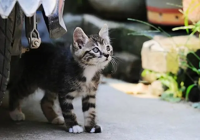 养狸花猫的好处都有哪些？