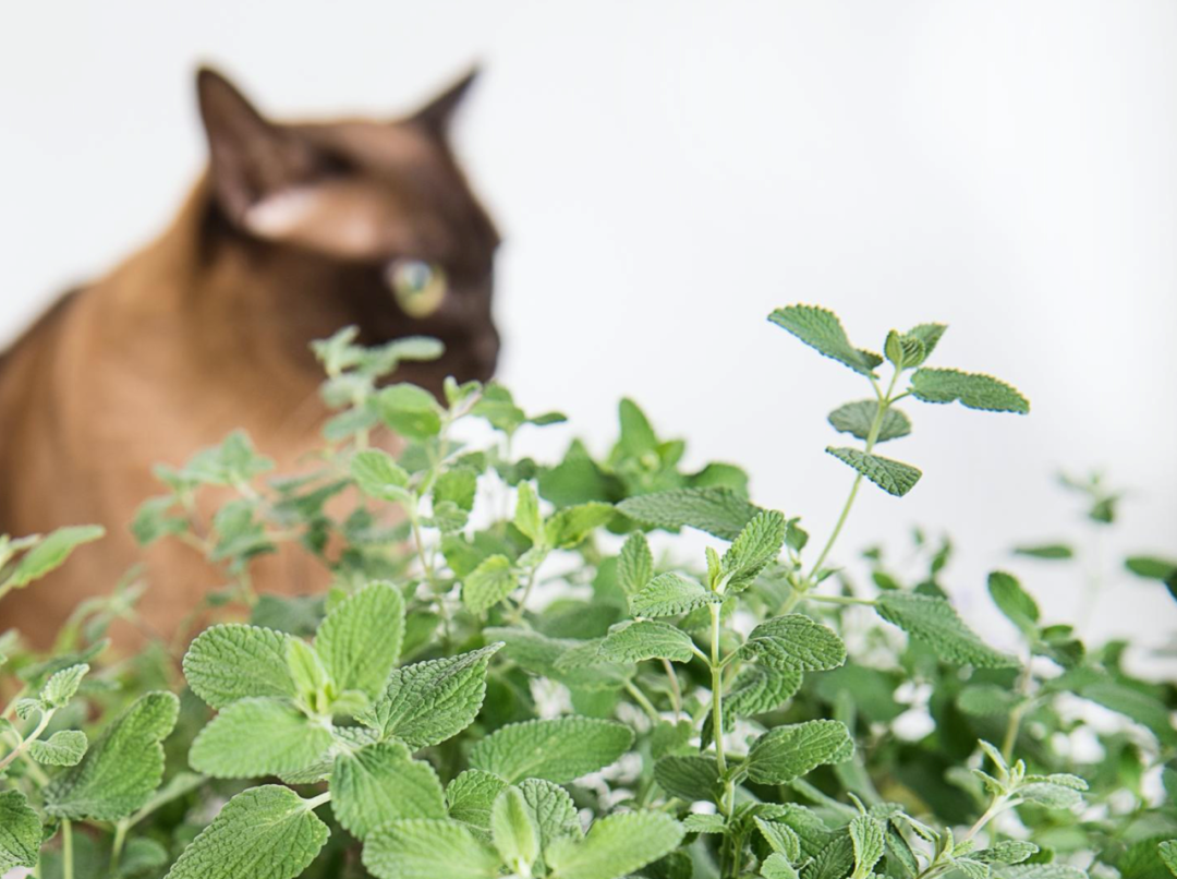 蚊香把猫给害死了？养猫家庭到底该怎么驱蚊啊？