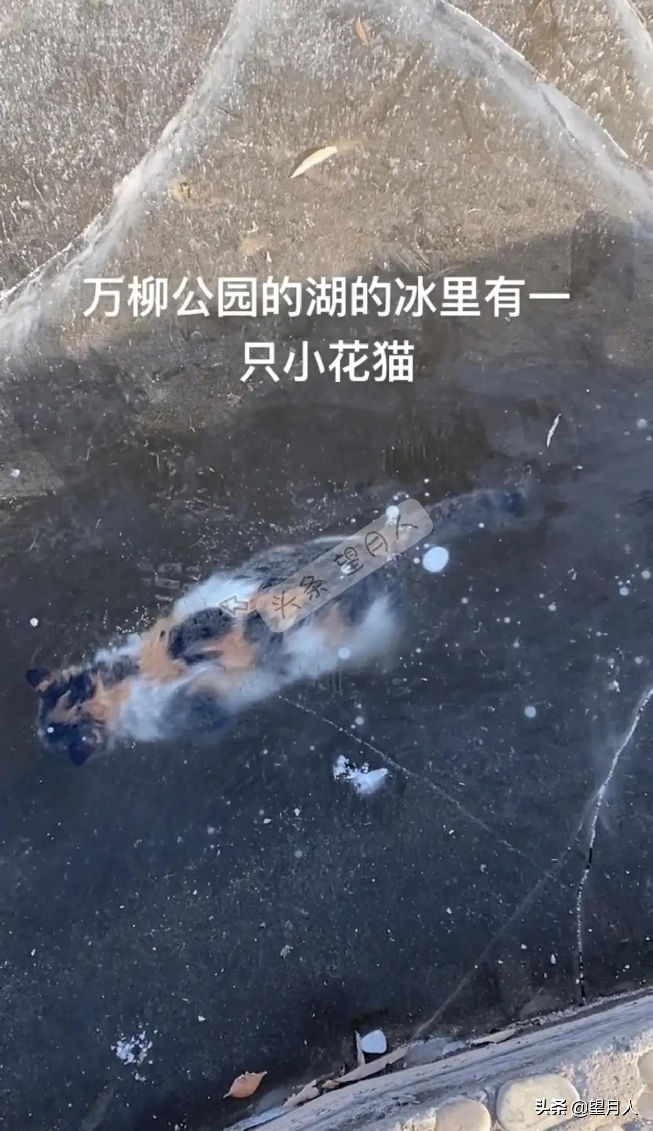 猫咪故事：那些冻死在冬天里的流浪猫