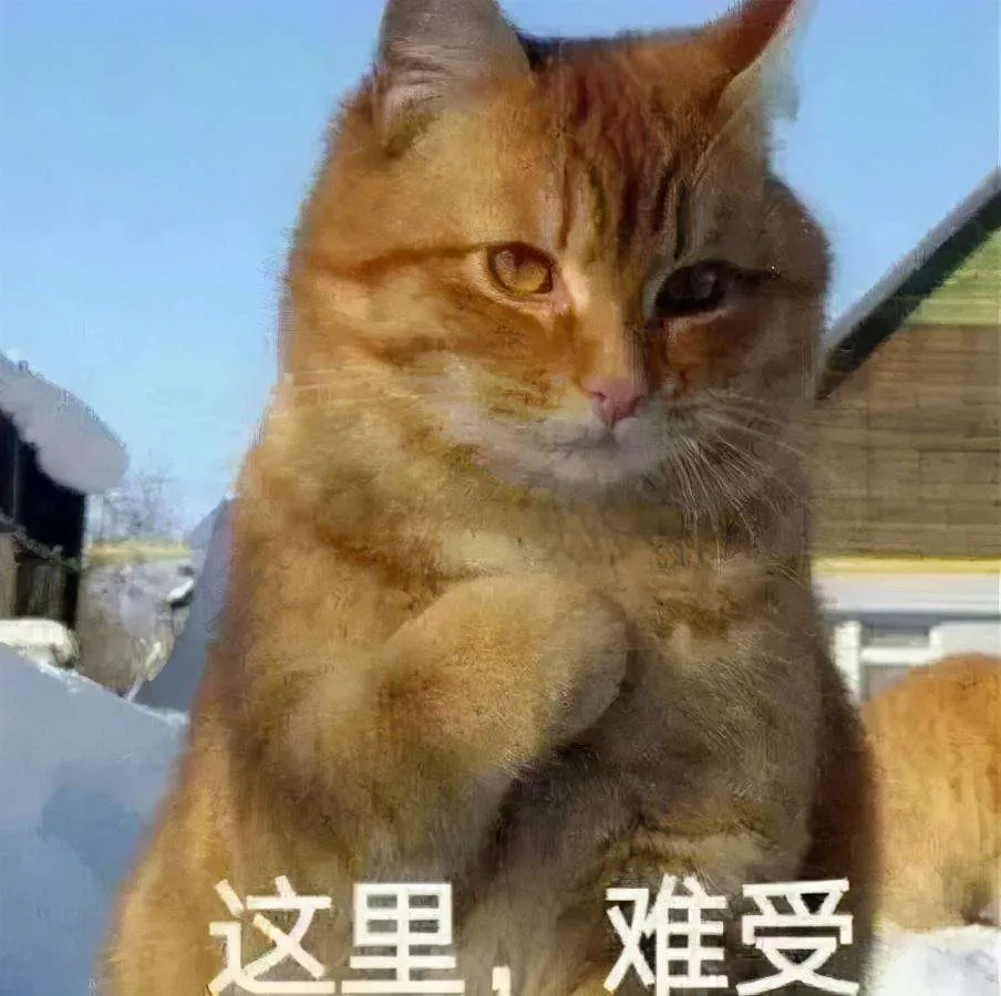 猫咪表情包 可爱 高糊 难受 表情包下载