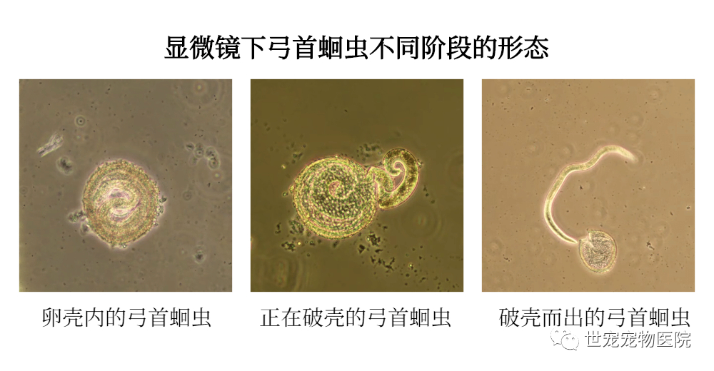 猫咪不出门就不会有体内寄生虫了吗？