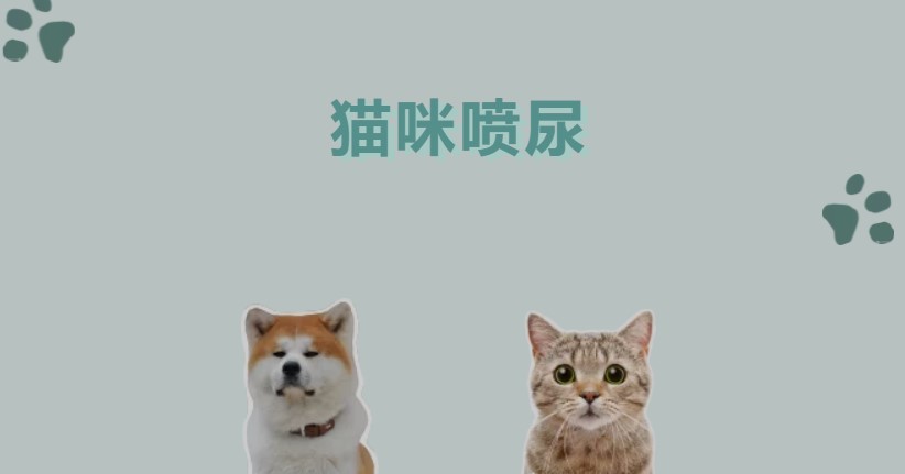 猫咪总喷尿，真相到底是什么？