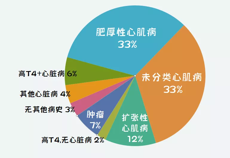 猫咪血栓是一种什么病？如何治疗猫咪血栓？