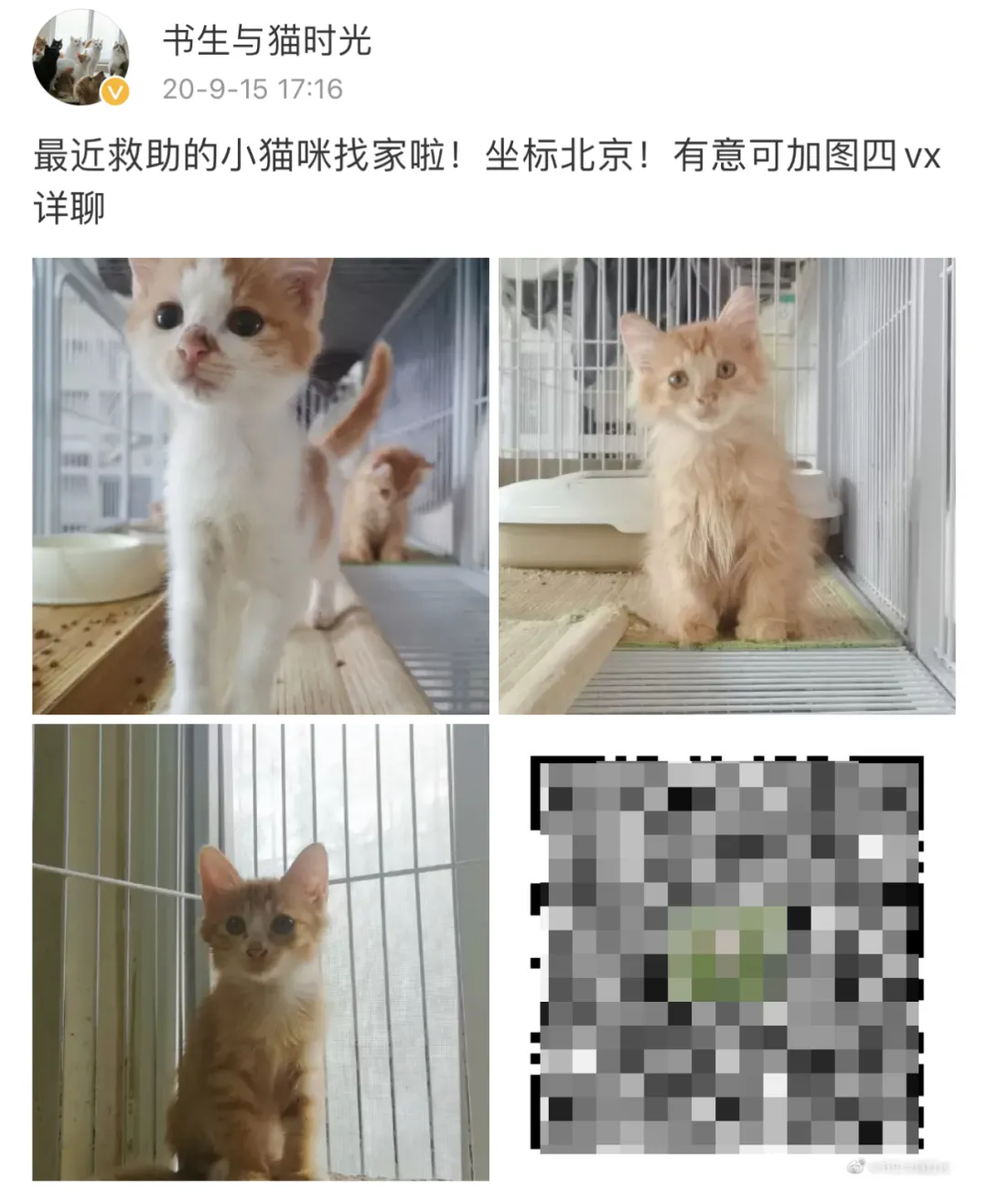 【缅怀】那个救助流浪猫10多年的书生，去世了