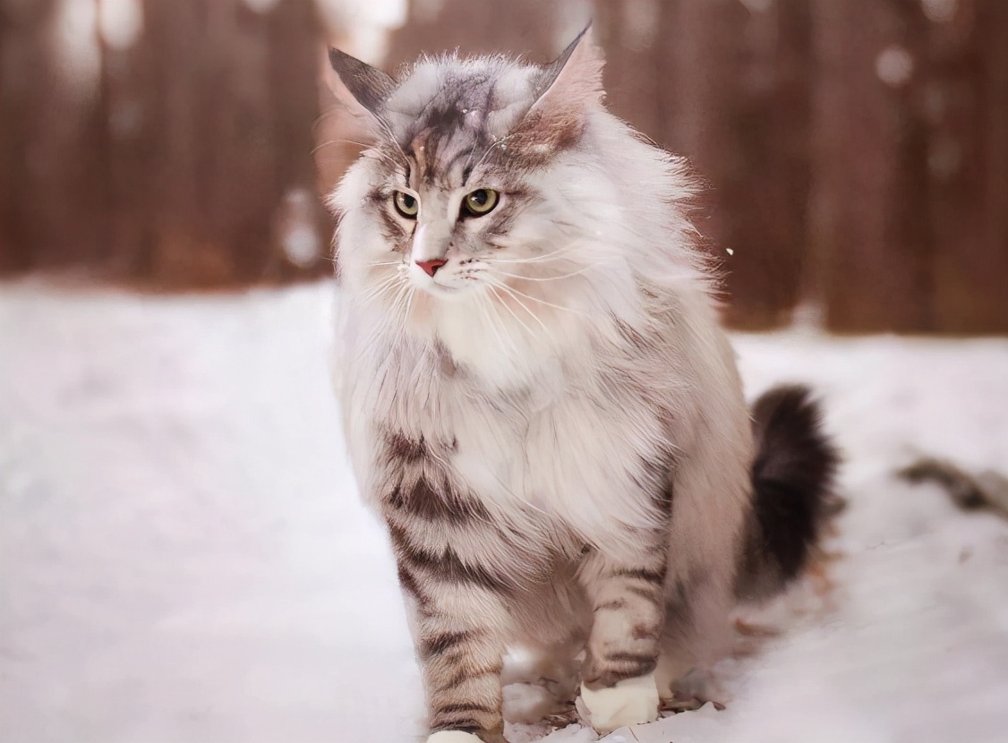 0种知名的猫咪，你认识几种呢？"