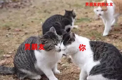 男朋友养的猫咪长得像前女友，该怎么办？