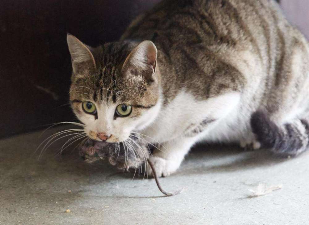 猫咪的饮食中需要加入纤维素么？