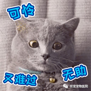 猫咪不出门就不会有体内寄生虫了吗？