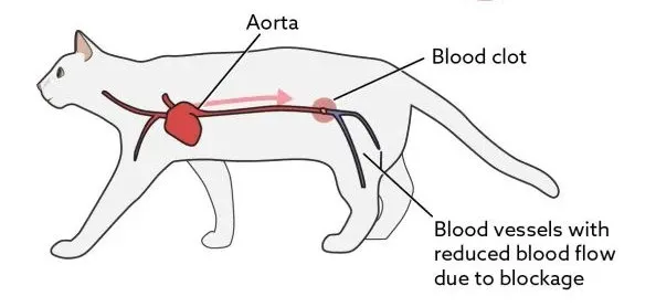 猫咪血栓的介绍与治疗