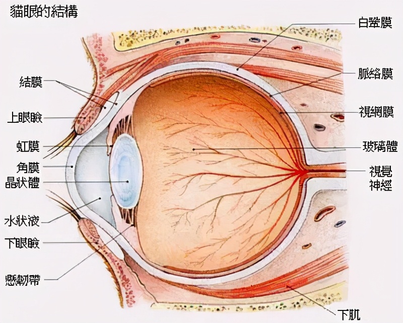 猫咪的眼睛到底有多少种颜色？