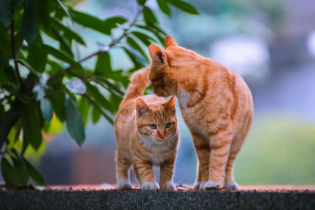 猫咪会哭吗？猫咪会因为伤心和委屈流眼泪吗？