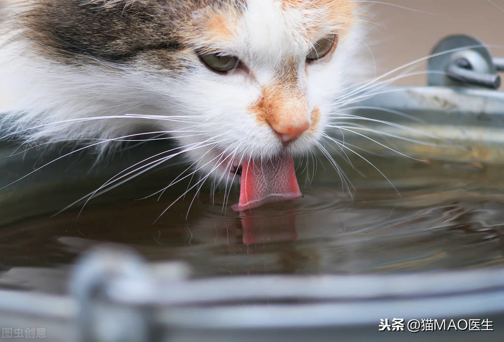 猫咪体液失衡怎么办？