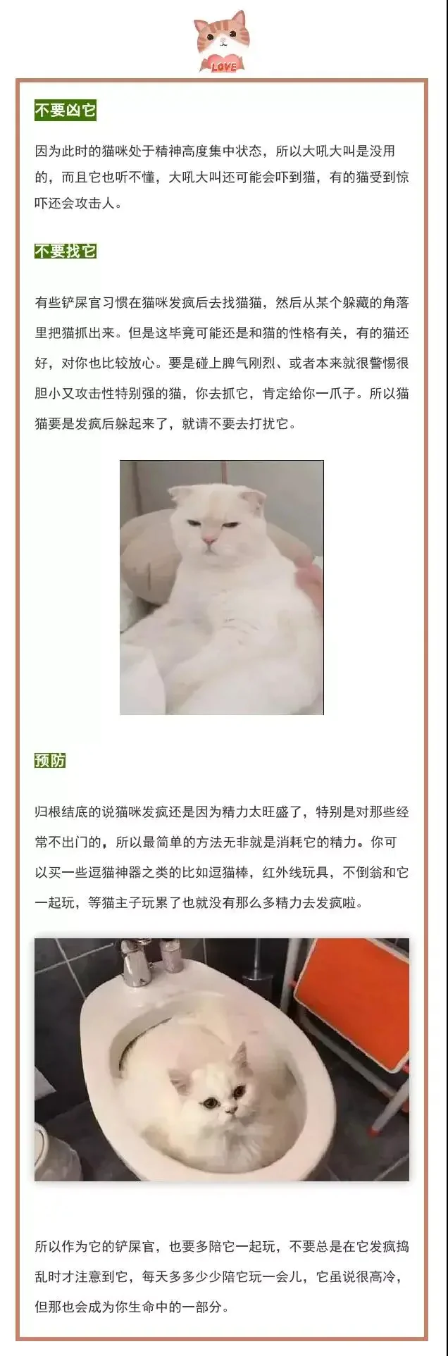 猫咪会不会得精神病？