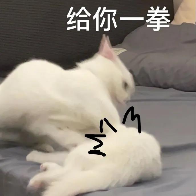 猫咪表情包下载第一期：搞笑猫咪表情包（猫咪奶盖、暹罗猫动态表情包、猫咪老公）