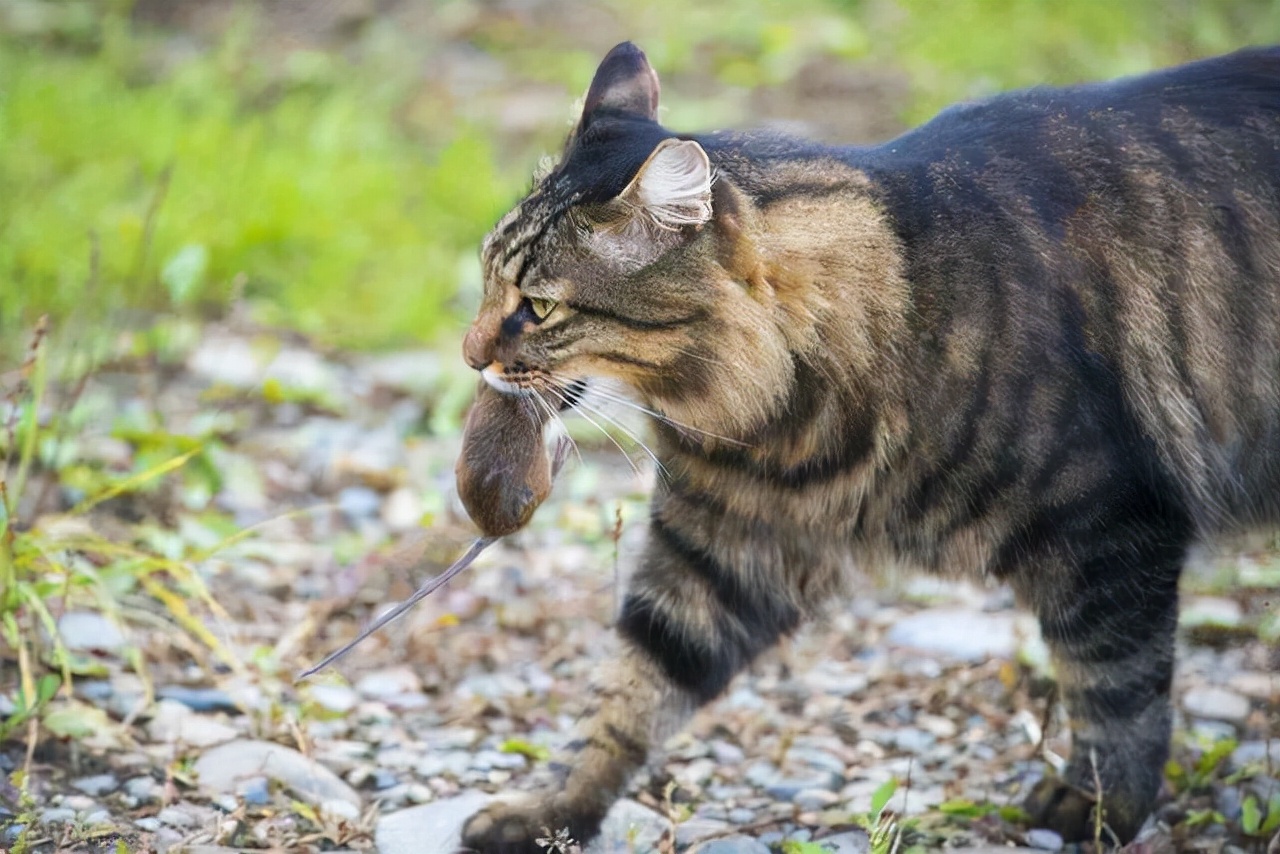 猫咪临死前为何离家出走？