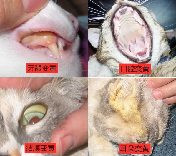 猫咪长时间不吃饭，容易得脂肪肝