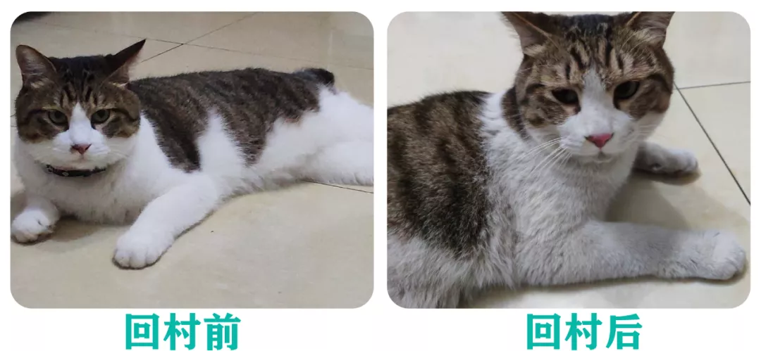 如何缓解猫咪的节后综合征？