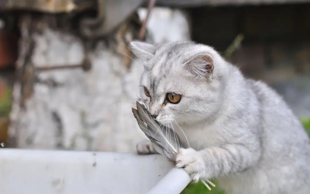 如何治疗猫藓？