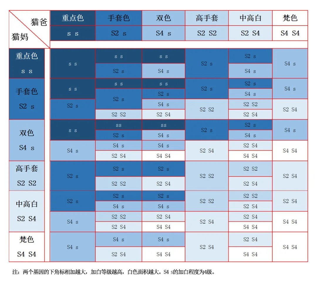 海豹重点色和蓝重点色的布偶猫介绍