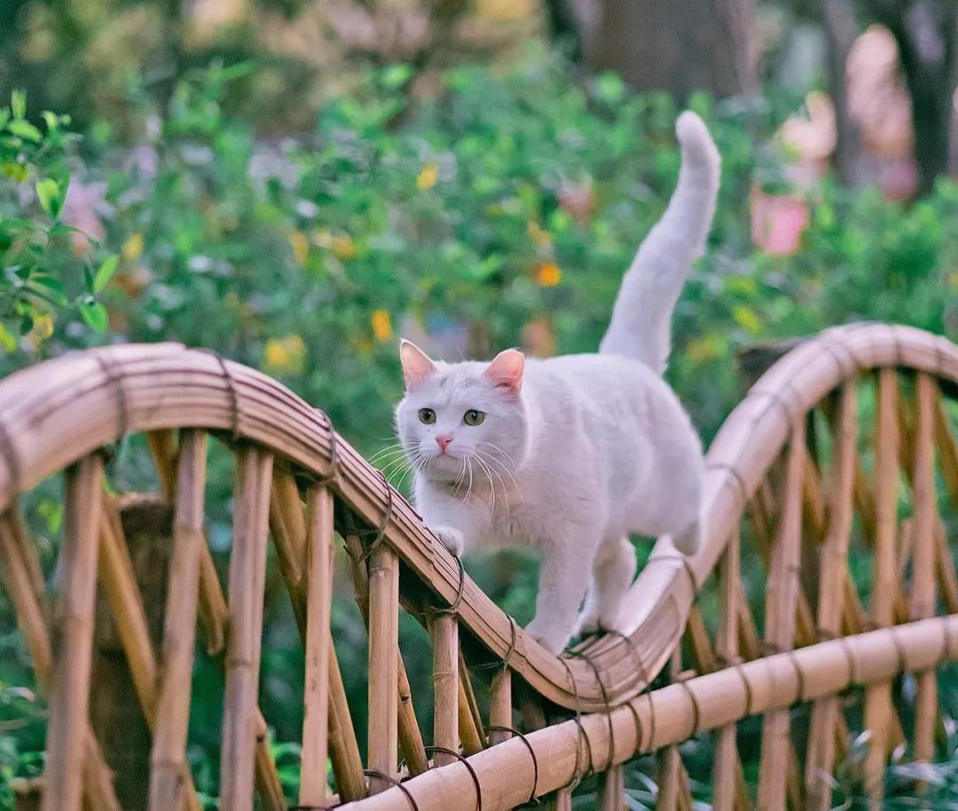 六种不能给猫咪吃的食物，你给猫咪吃过几个？