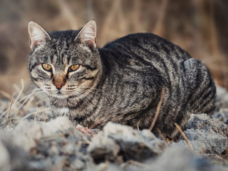 猫咪的听力和狗狗的听力哪个好？